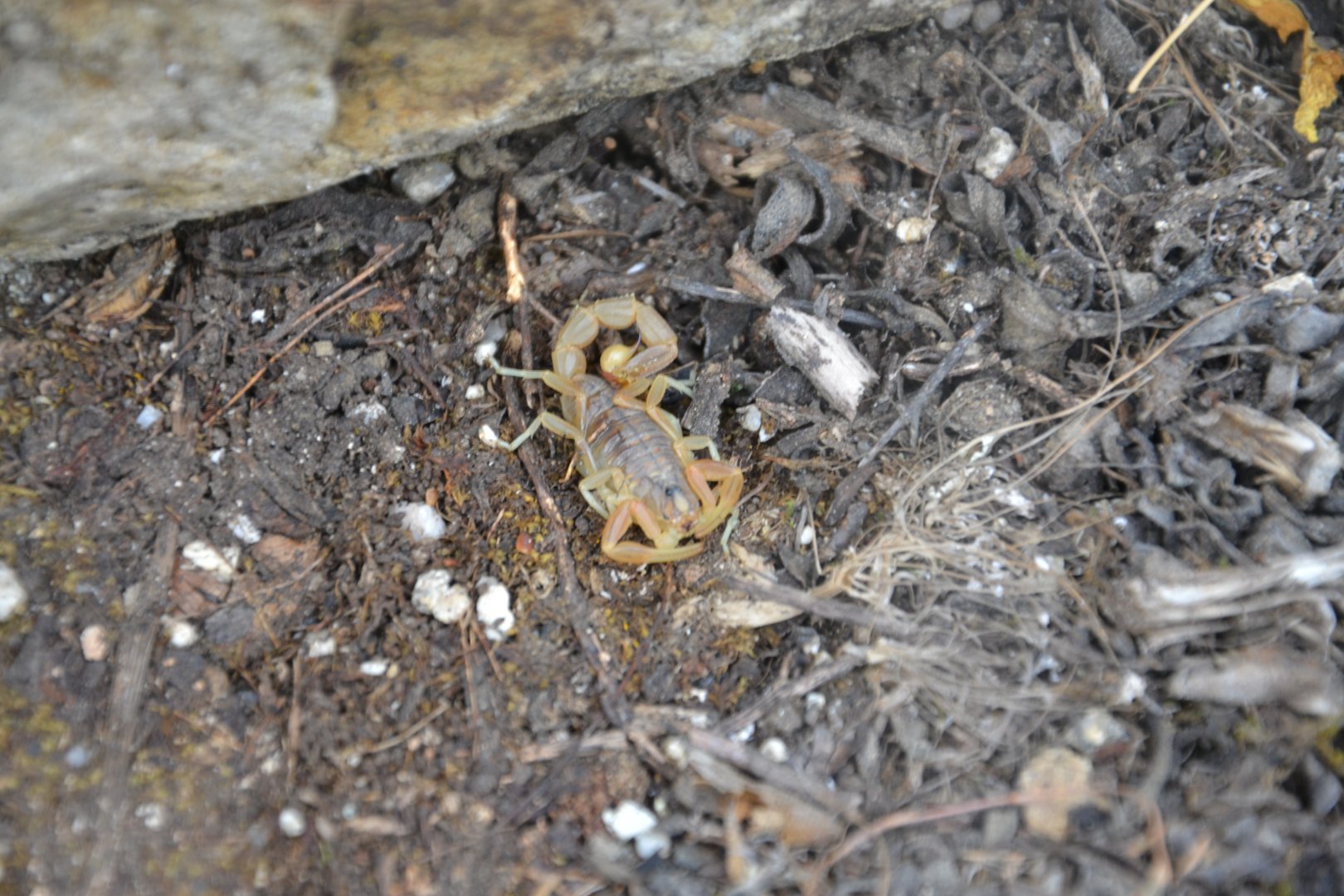 Golden scorpion Buthus occitanus