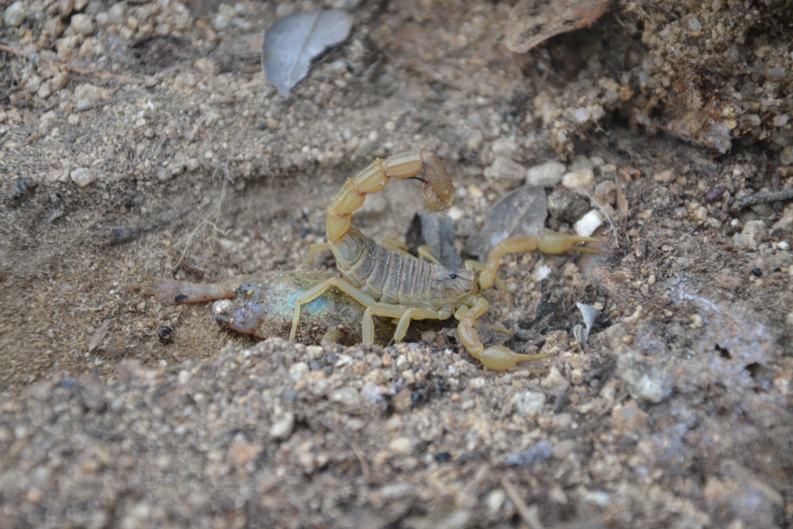 Golden scorpion Buthus occitanus