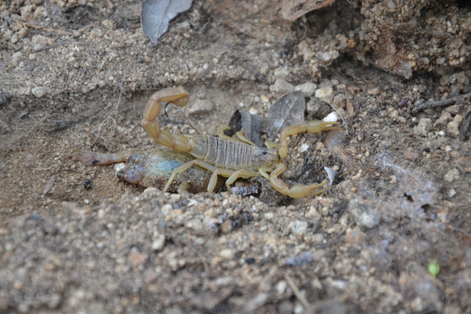 Golden scorpion Buthus occitanus