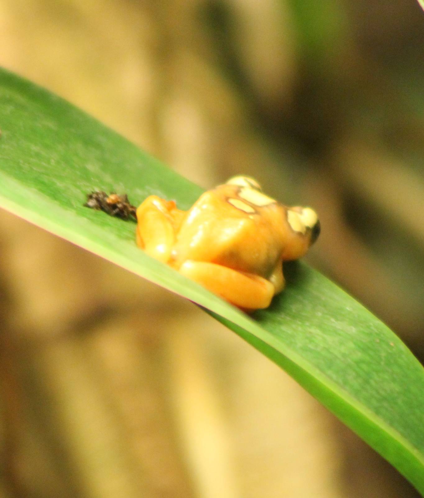 Golden sedge frog