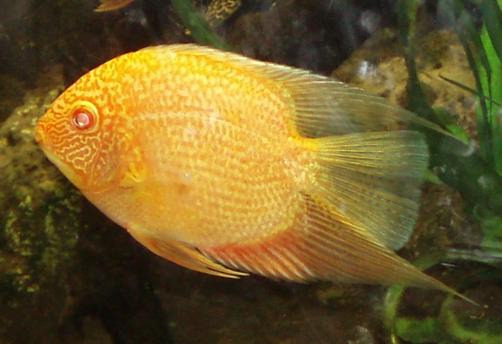 Golden Severum (Heros efasciatus)