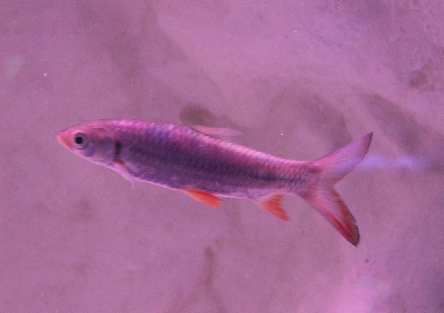 Golden shark - Balantioceilos ambusticauda ?