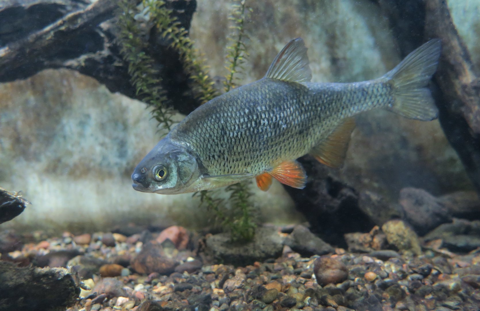 Golden Shiner (Notemigonus crysoleucas) - Cold Spring Harbor Fish Hatchery & Aquarium