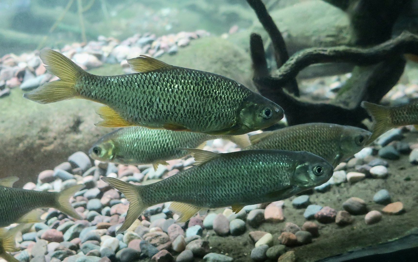 Golden Shiner (Notemigonus crysoleucas)