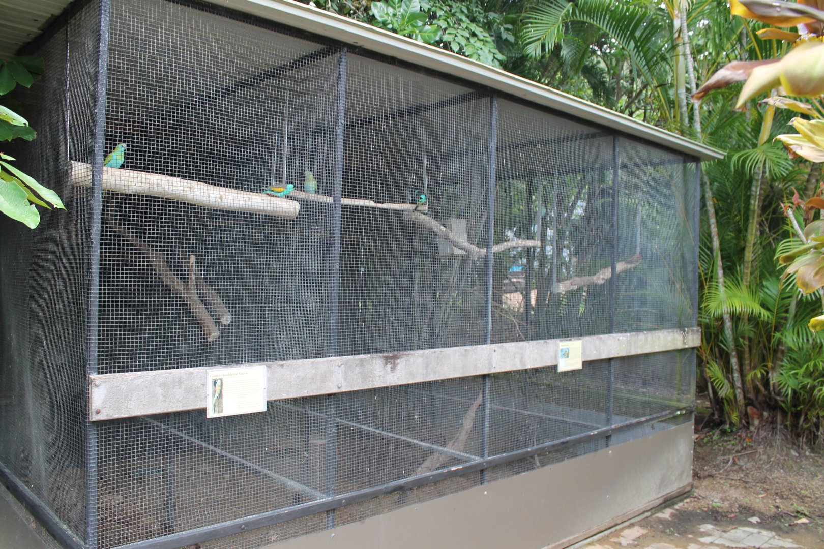 Golden-shouldered Parrot & Hooded Parrot aviaries