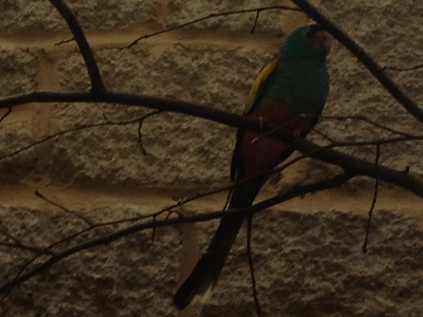 Golden-Shouldered Parrot? (ID?)