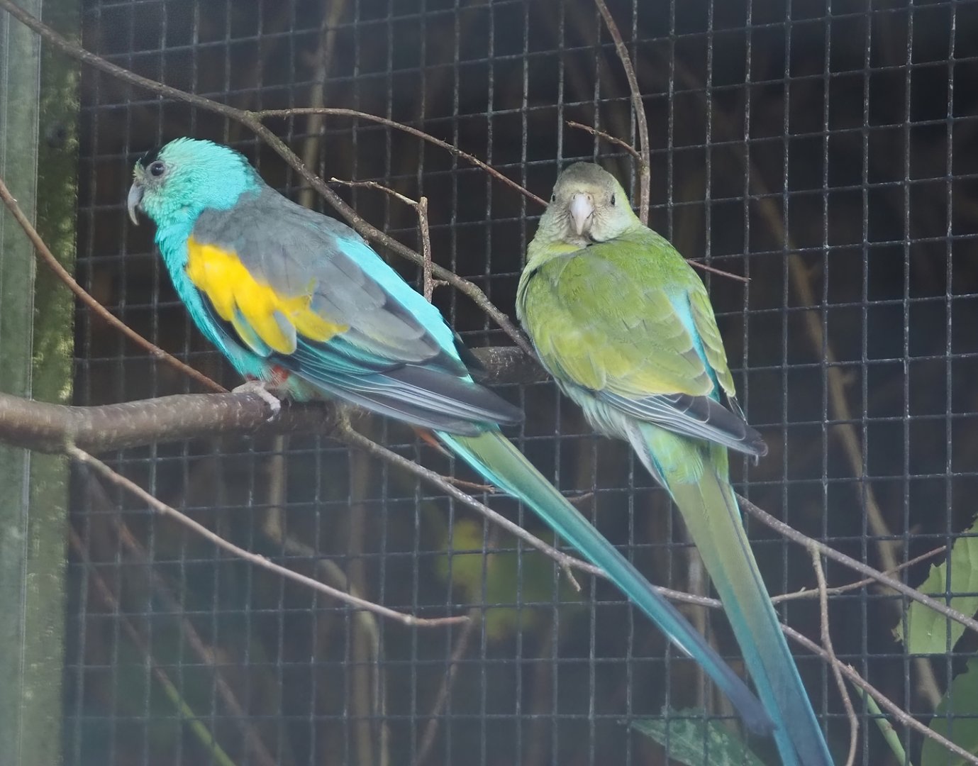 Golden-shouldered parrot pair (Psephotellus chrysopterygius), 2024-05-23
