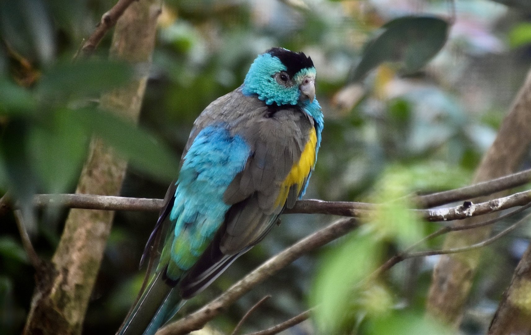 Golden-Shouldered Parrot (Psephotellus chrysopterygius) male