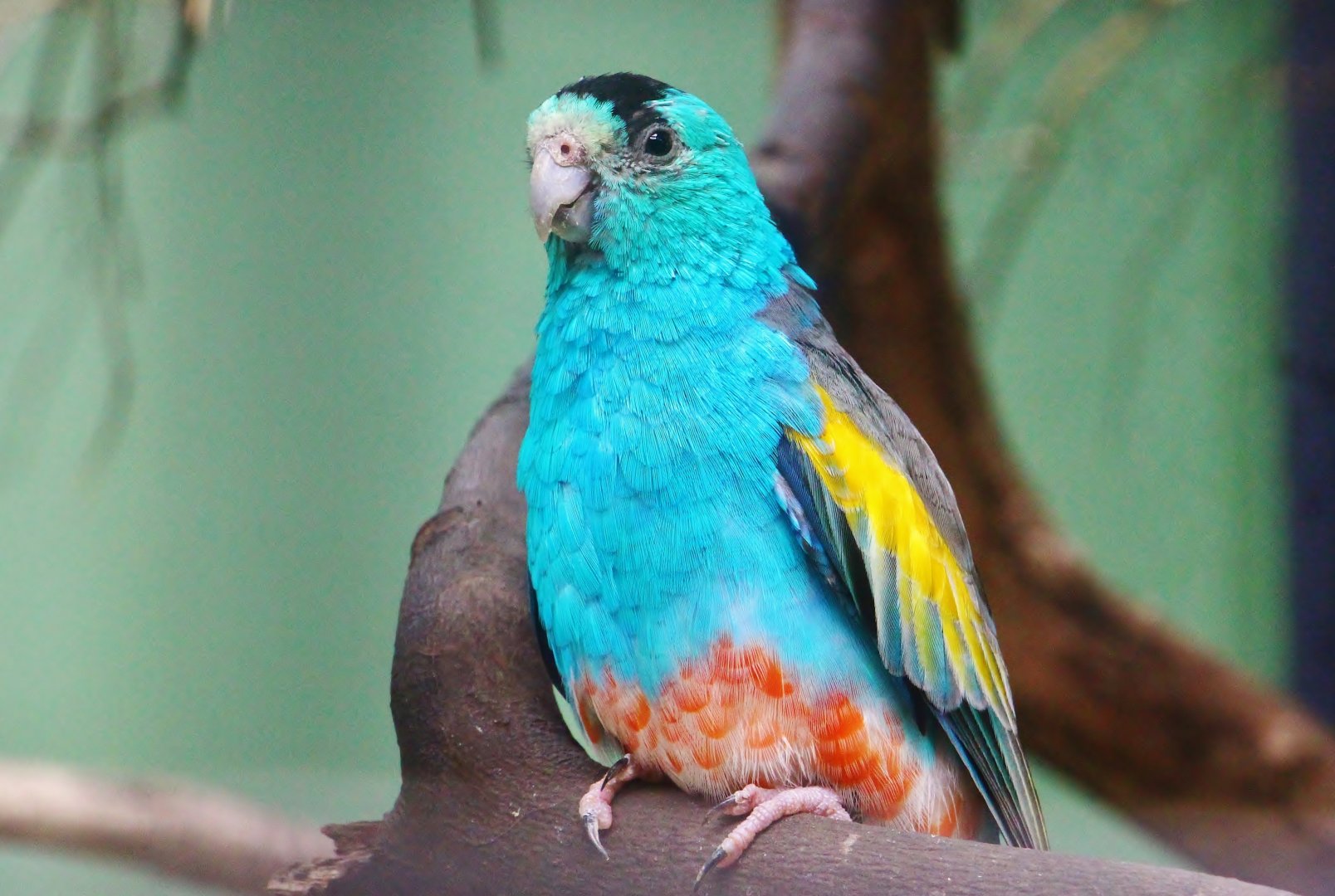 Golden-shouldered Parrot (Psephotellus chrysopterygius)