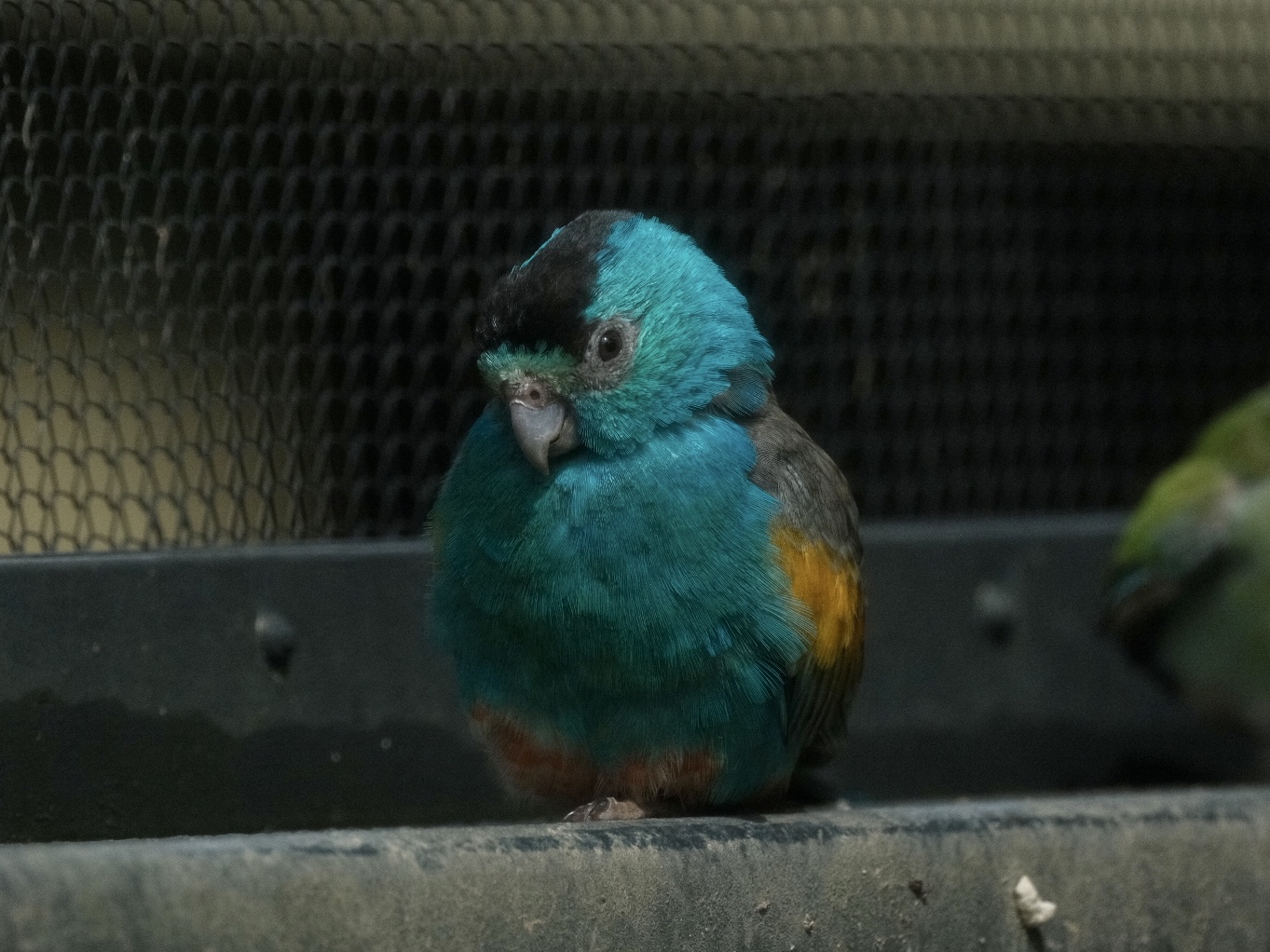 Golden-shouldered Parrot (Psephotellus chrysopterygius)