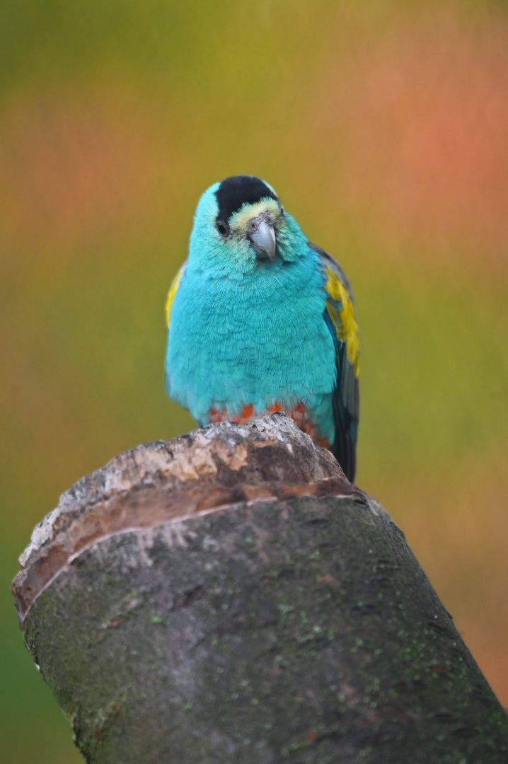 Golden-shouldered parrot Psephotellus chrysopterygius