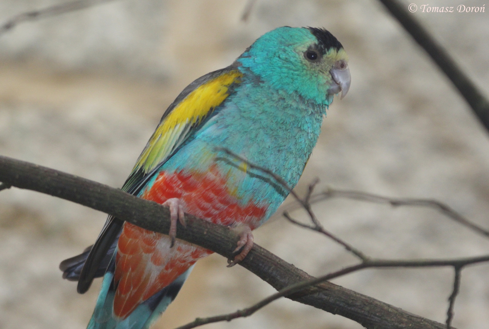 Golden-shouldered Parrot (Psephotus chrysopterygius), April 2016