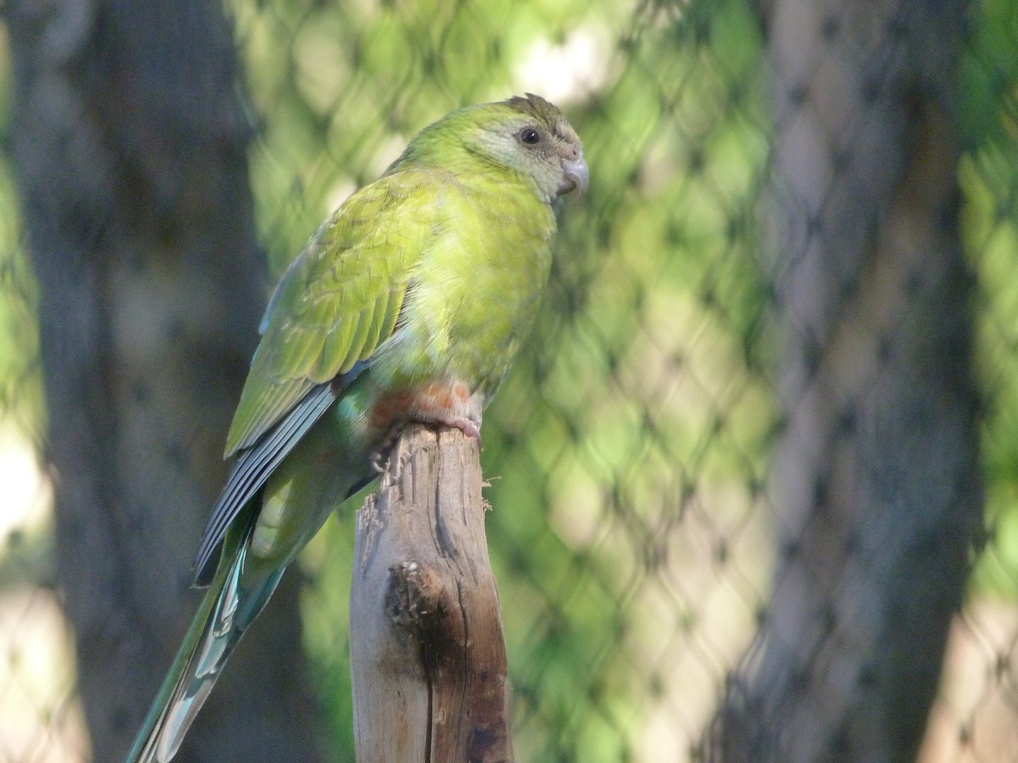 Golden-shouldered parrot -Zoo Praha (2025)