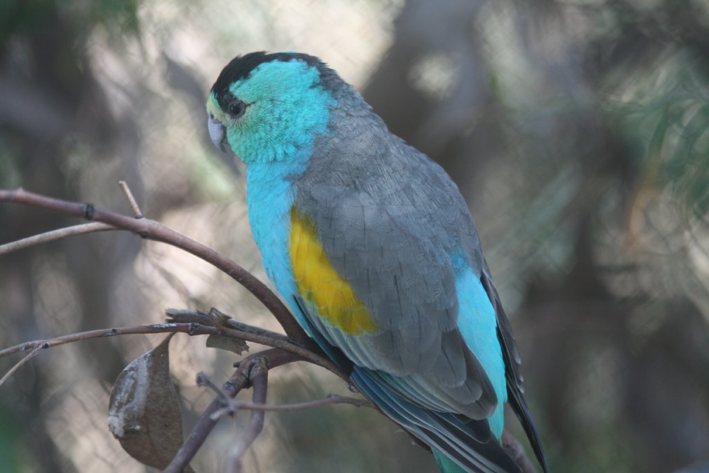 Golden-shouldered Parrot