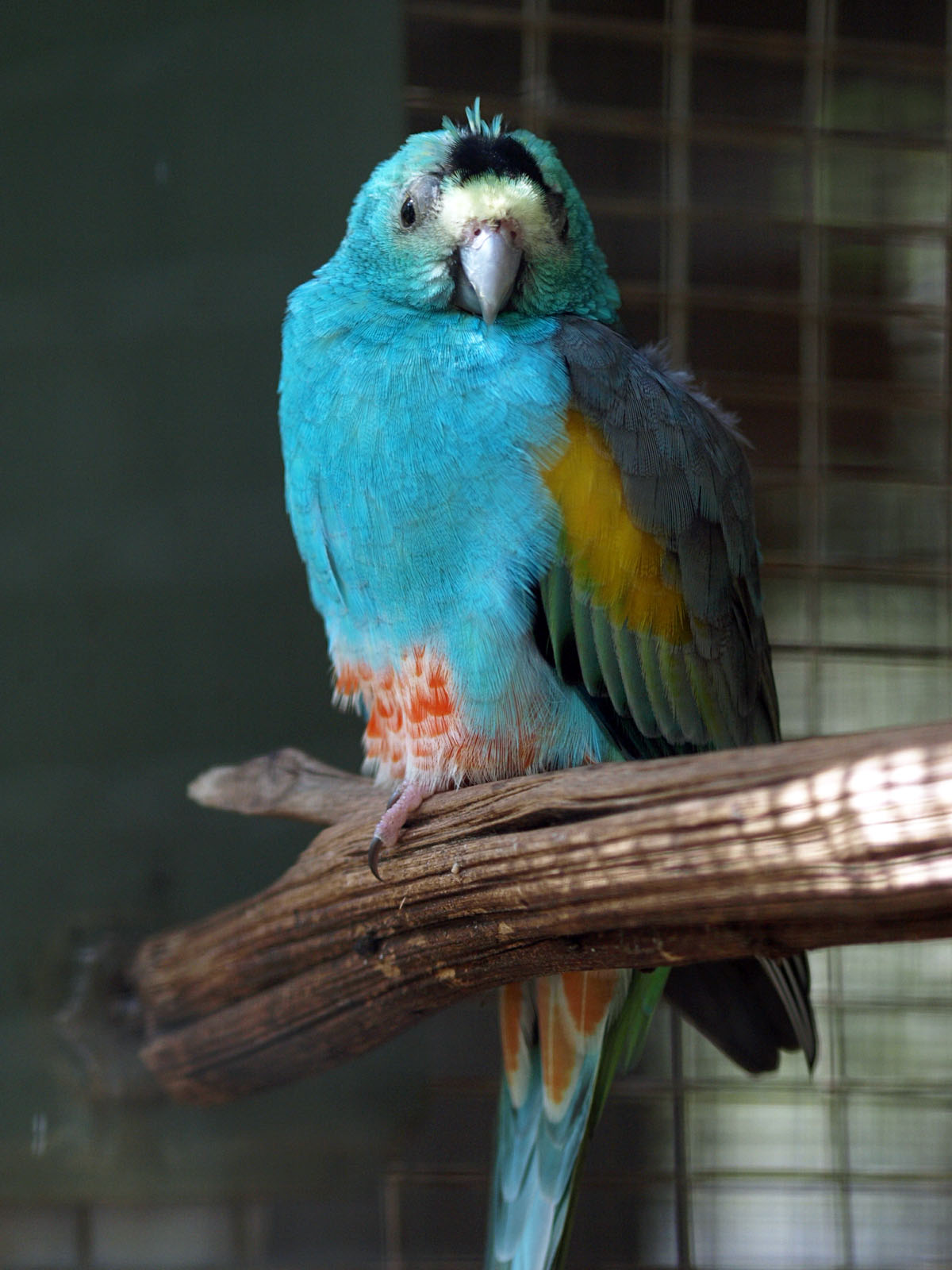 Golden-shouldered parrot