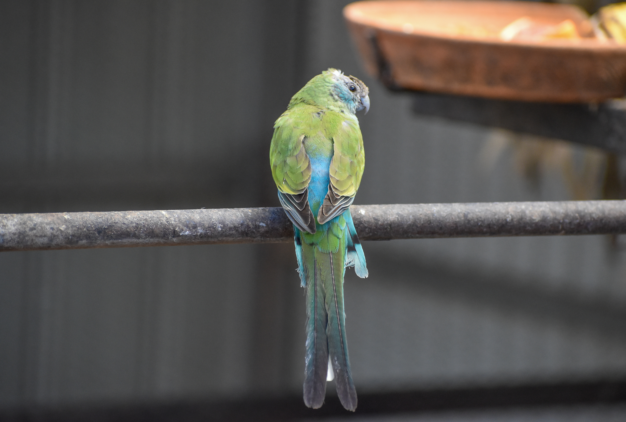 Golden-shouldered Parrot