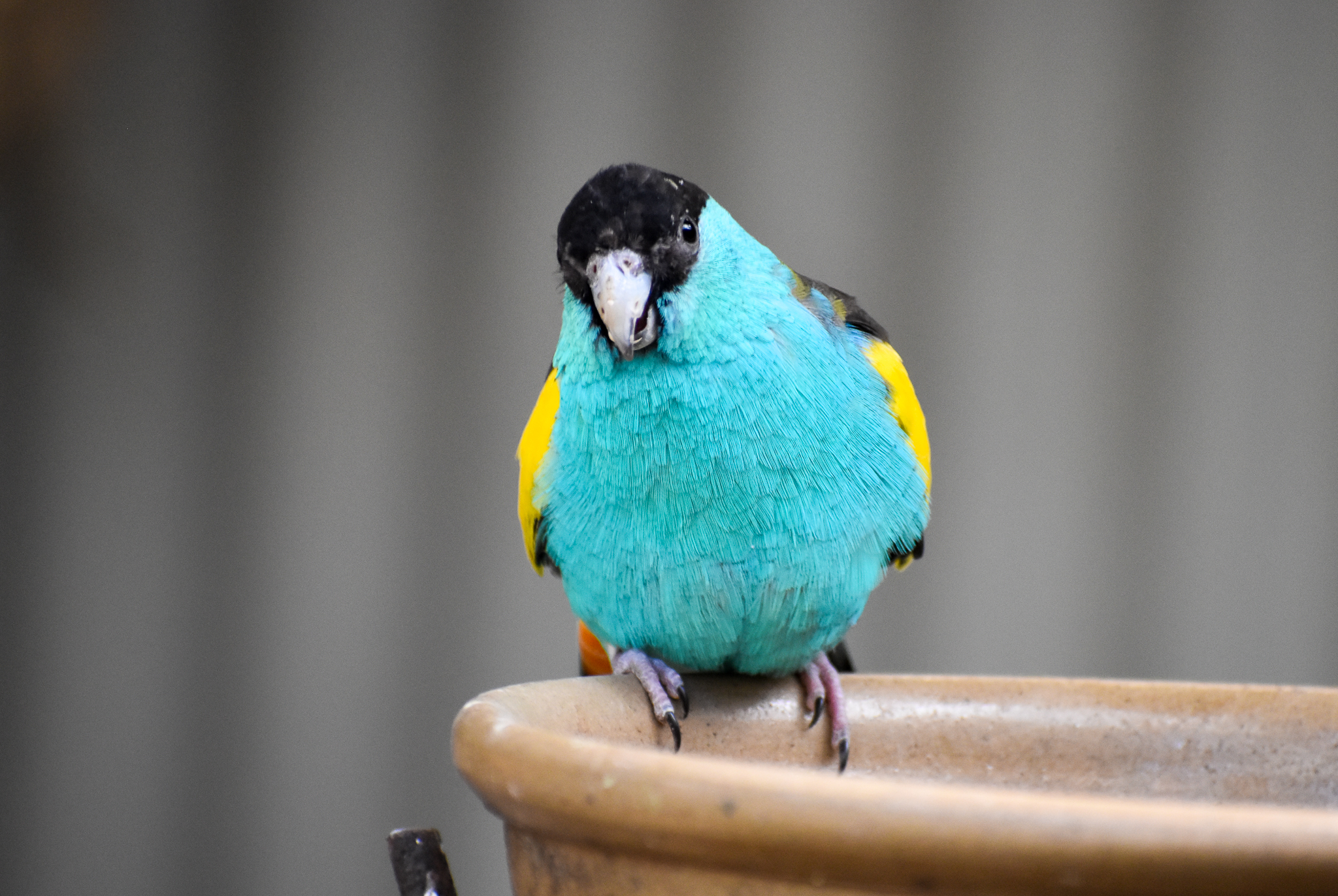 Golden-shouldered Parrot
