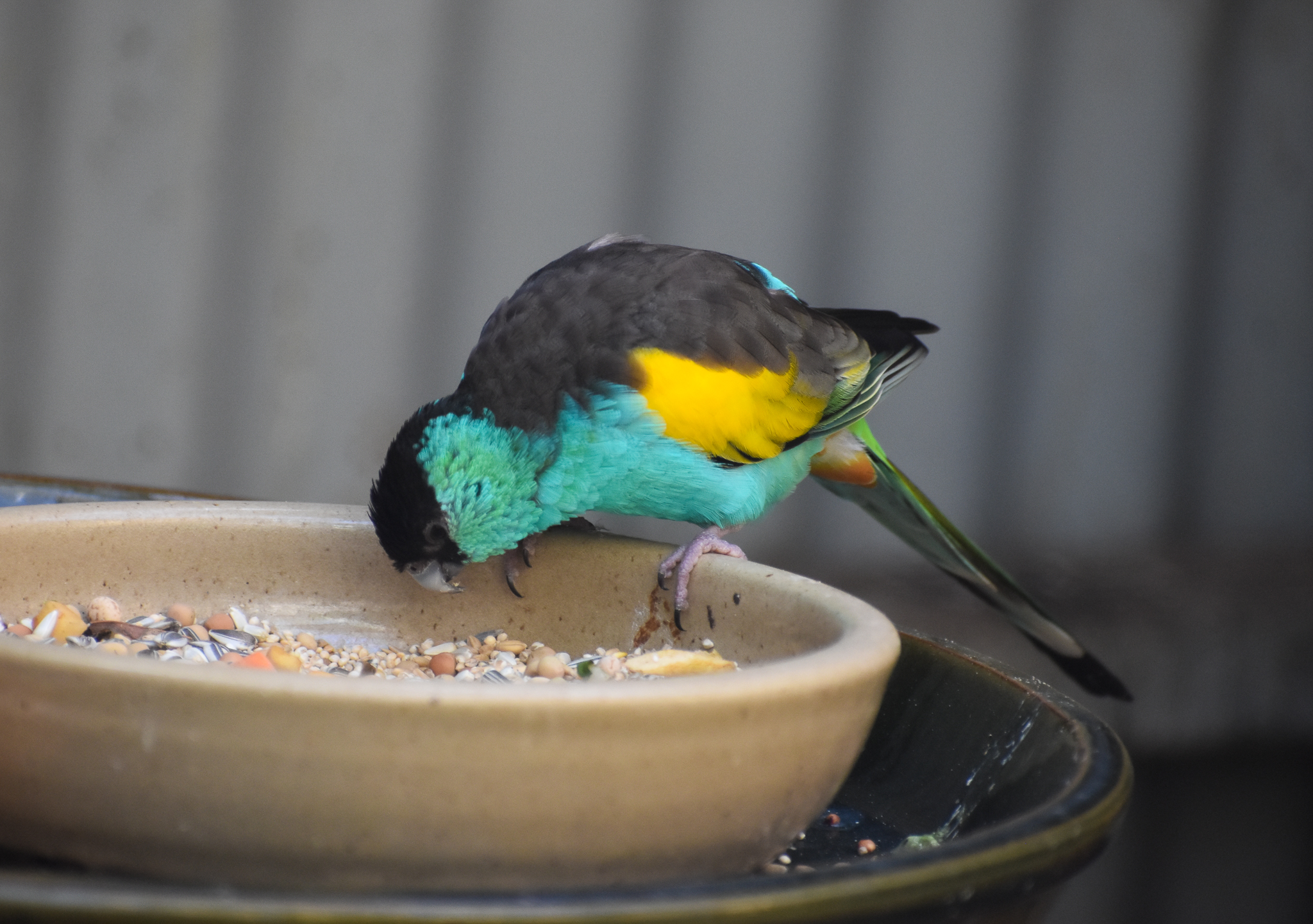 Golden-shouldered Parrot