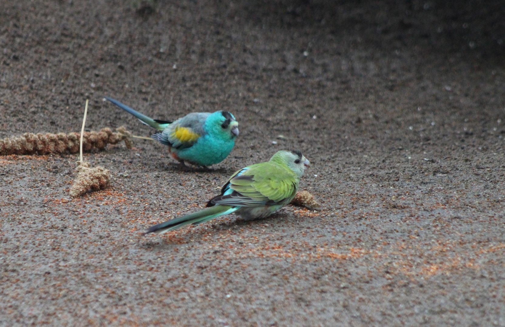 Golden-shouldered parrots