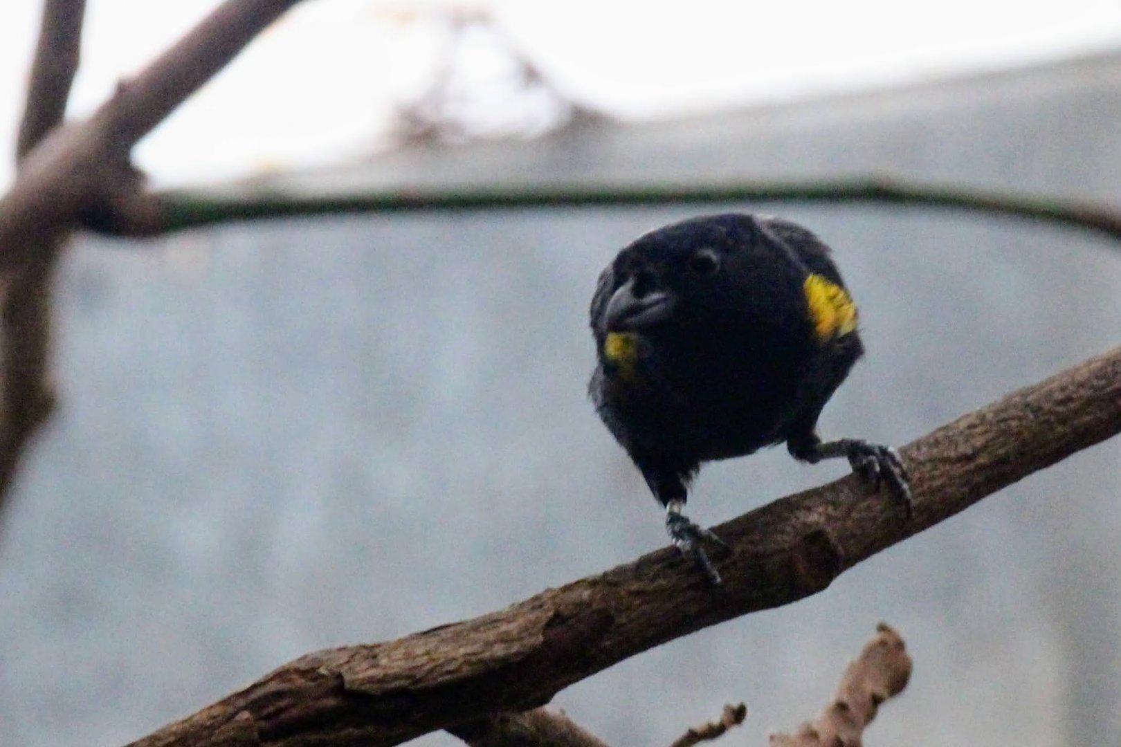 Golden-sided Euphonia