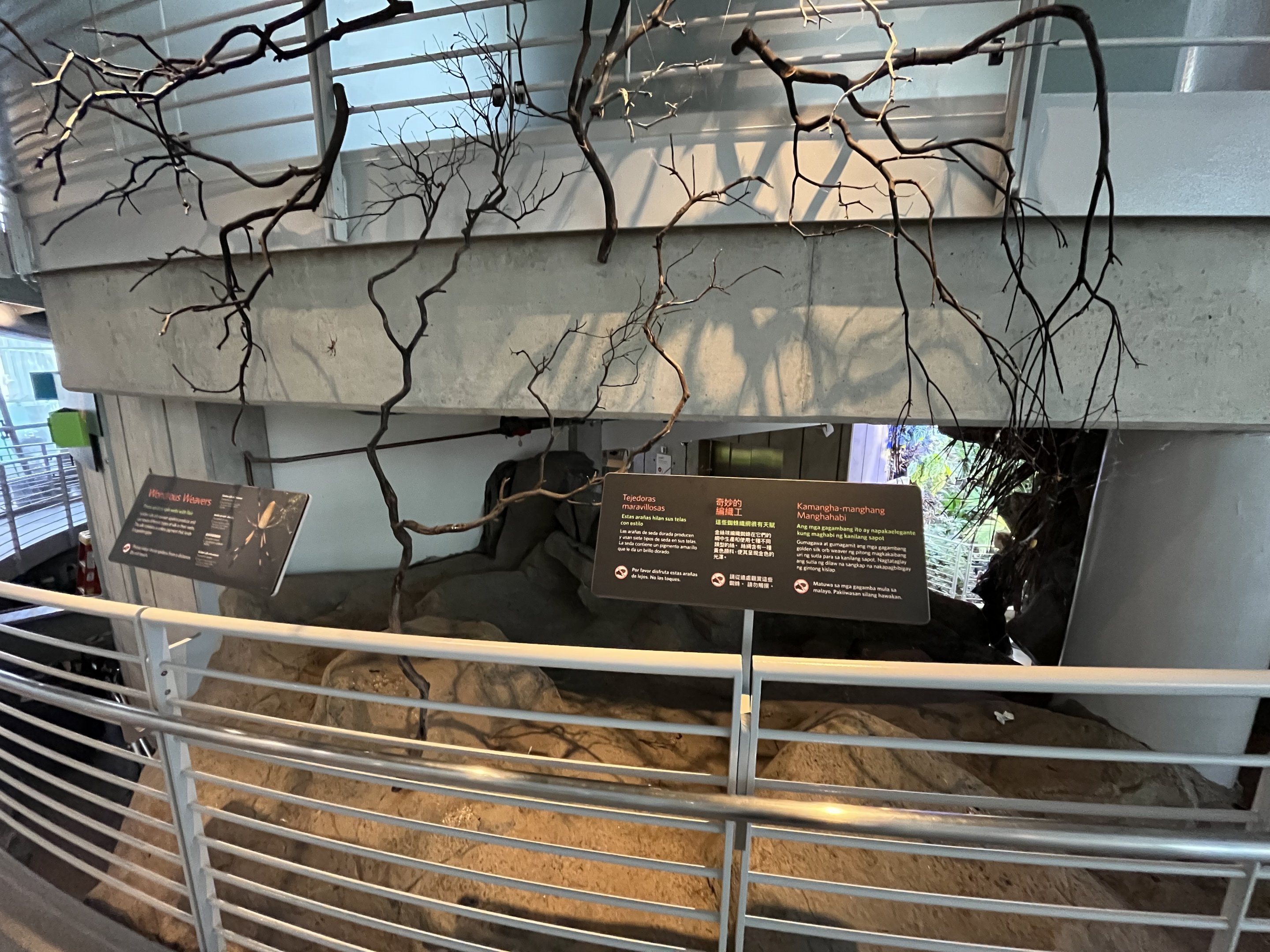 Golden Silk Orb Weaver Display