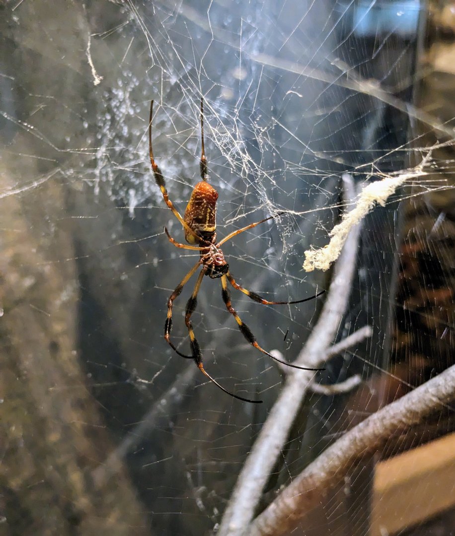 Golden Silk Orb-weaver - July 8th 2023