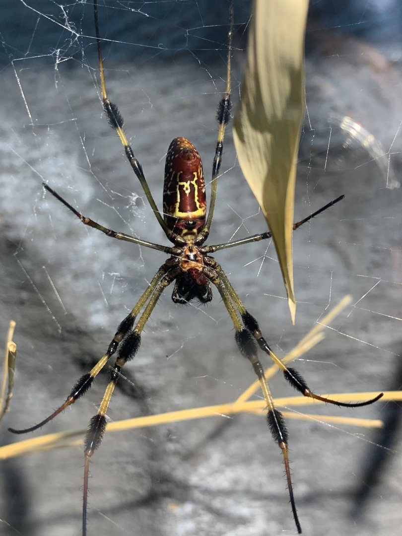Golden Silk Orb Weaver (Trichonephila clavipes)