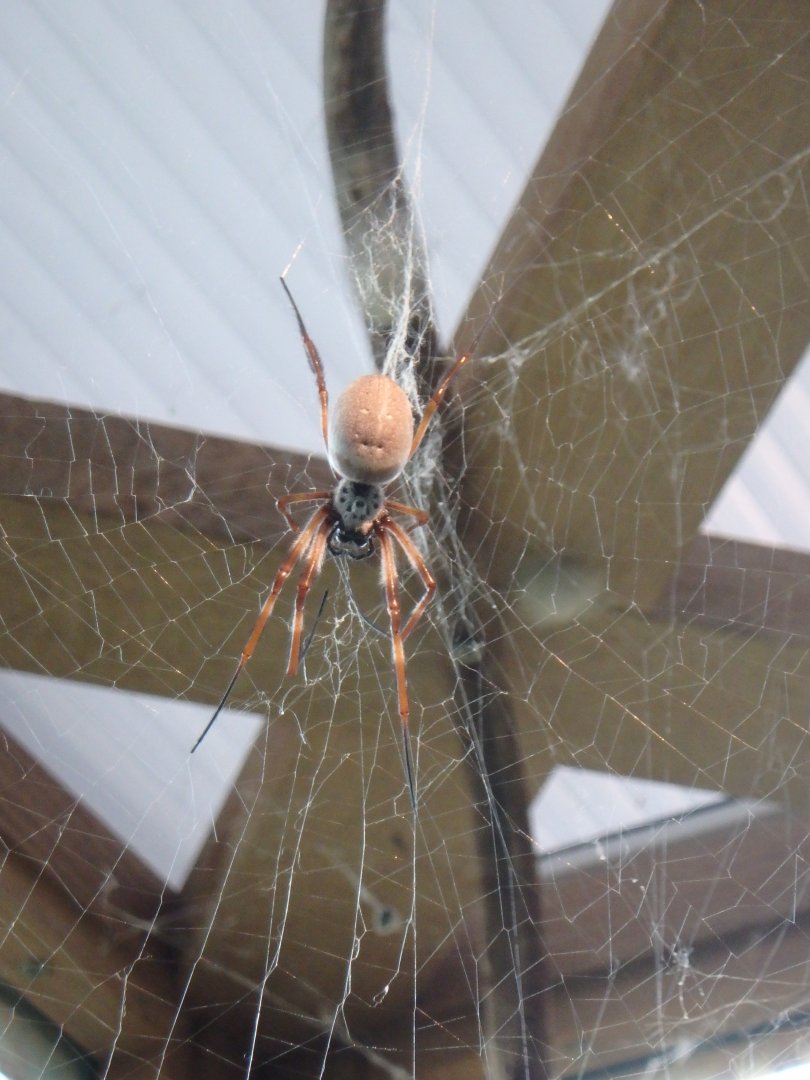 Golden silk orb weaver