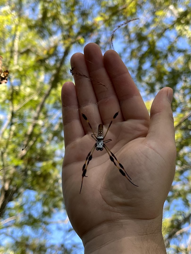 Golden Silk Orb Weaver