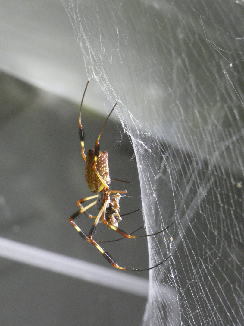 Golden silk orb-weaver
