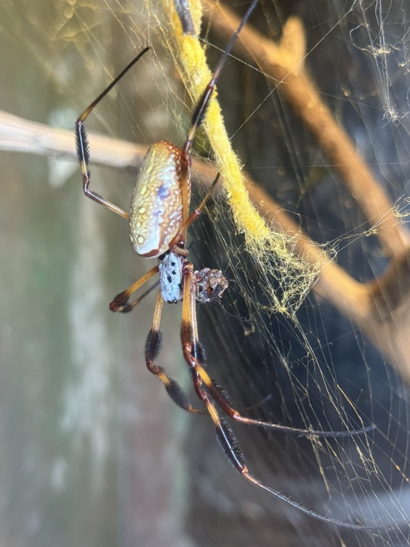 Golden silk orb-weaver