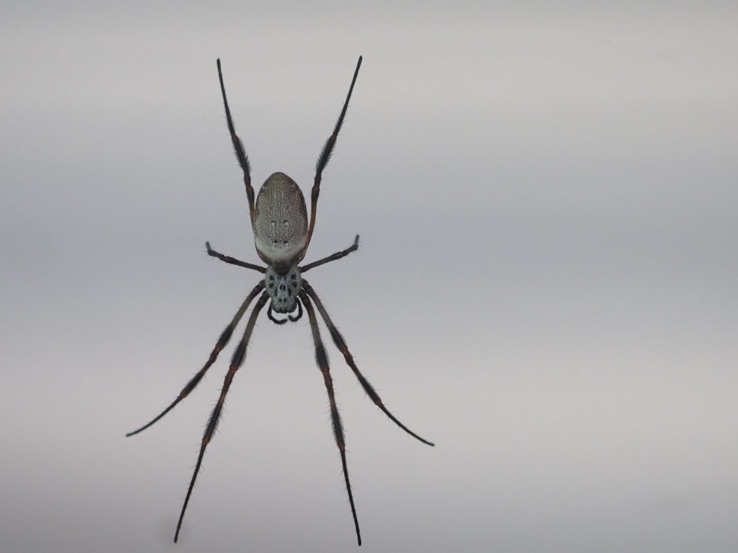 Golden Silk Orb Weaver