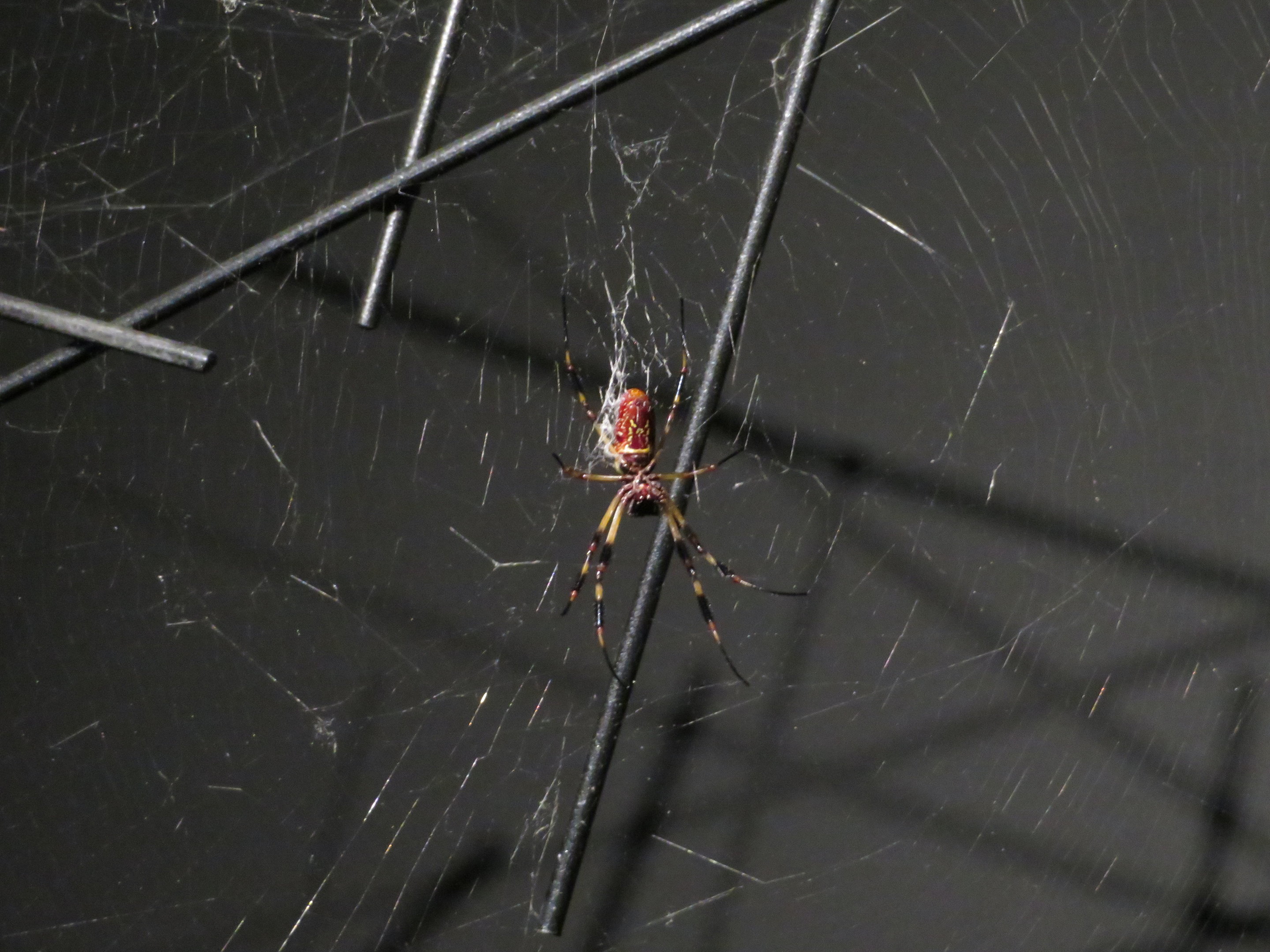 Golden Silk Orbweaver