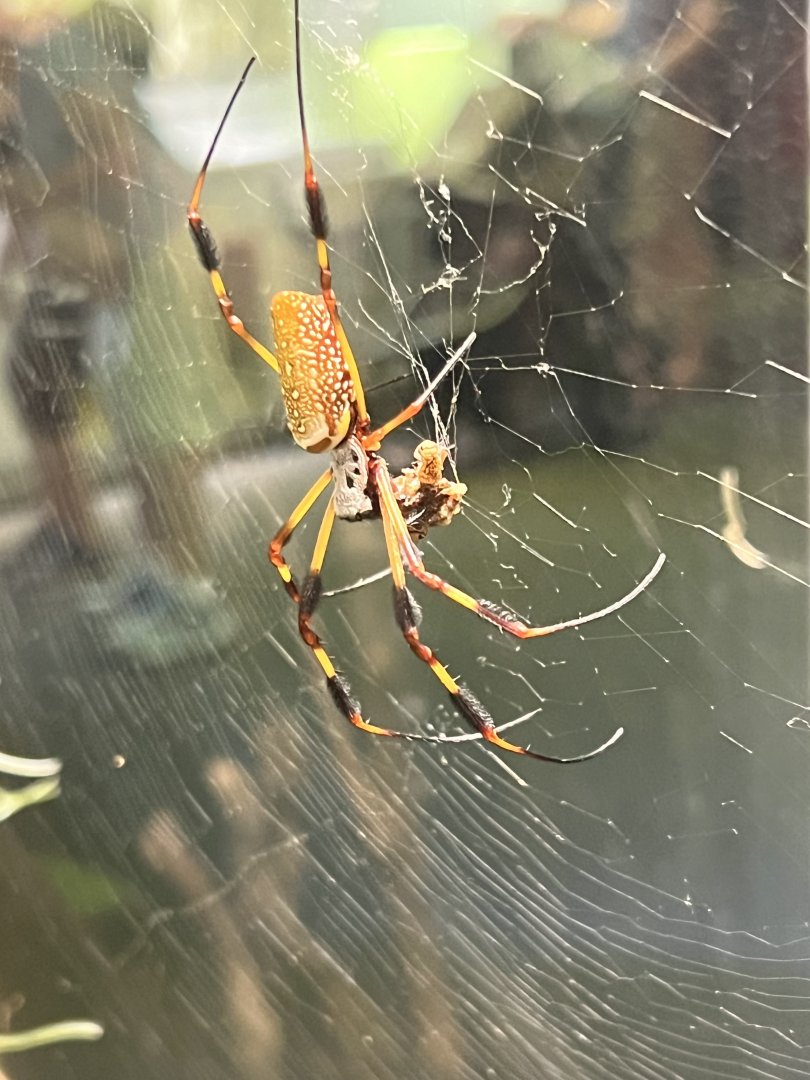 Golden Silk Spider Devouring its Prey