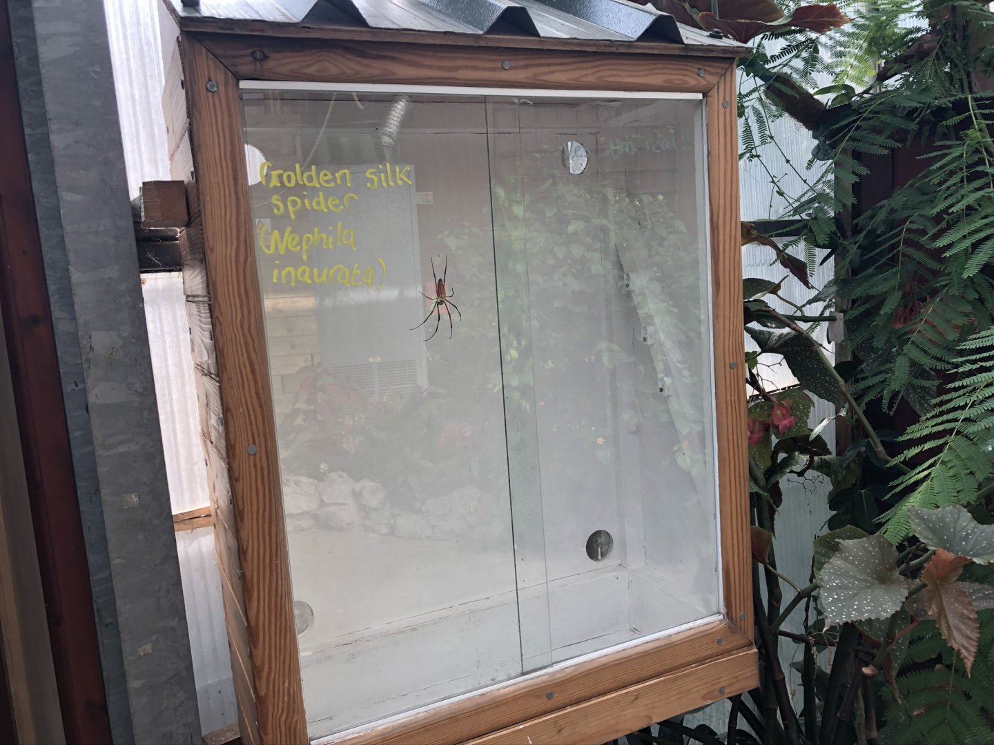 Golden Silk Spider Enclosure at Lakeland Wildlife Oasis (2020)