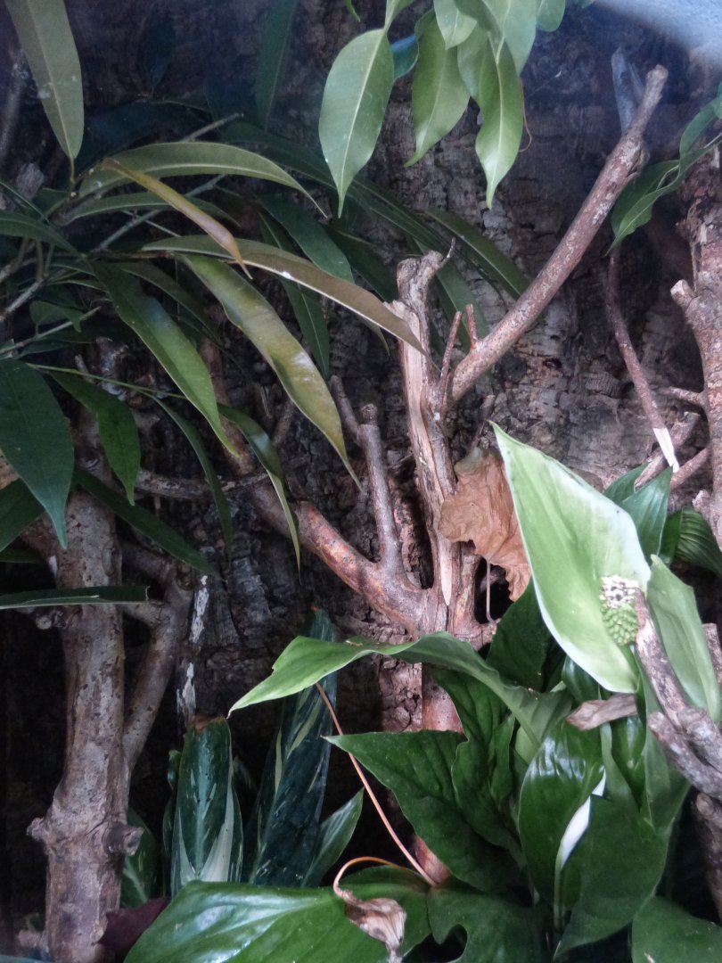 Golden Silk Spider Exhibit