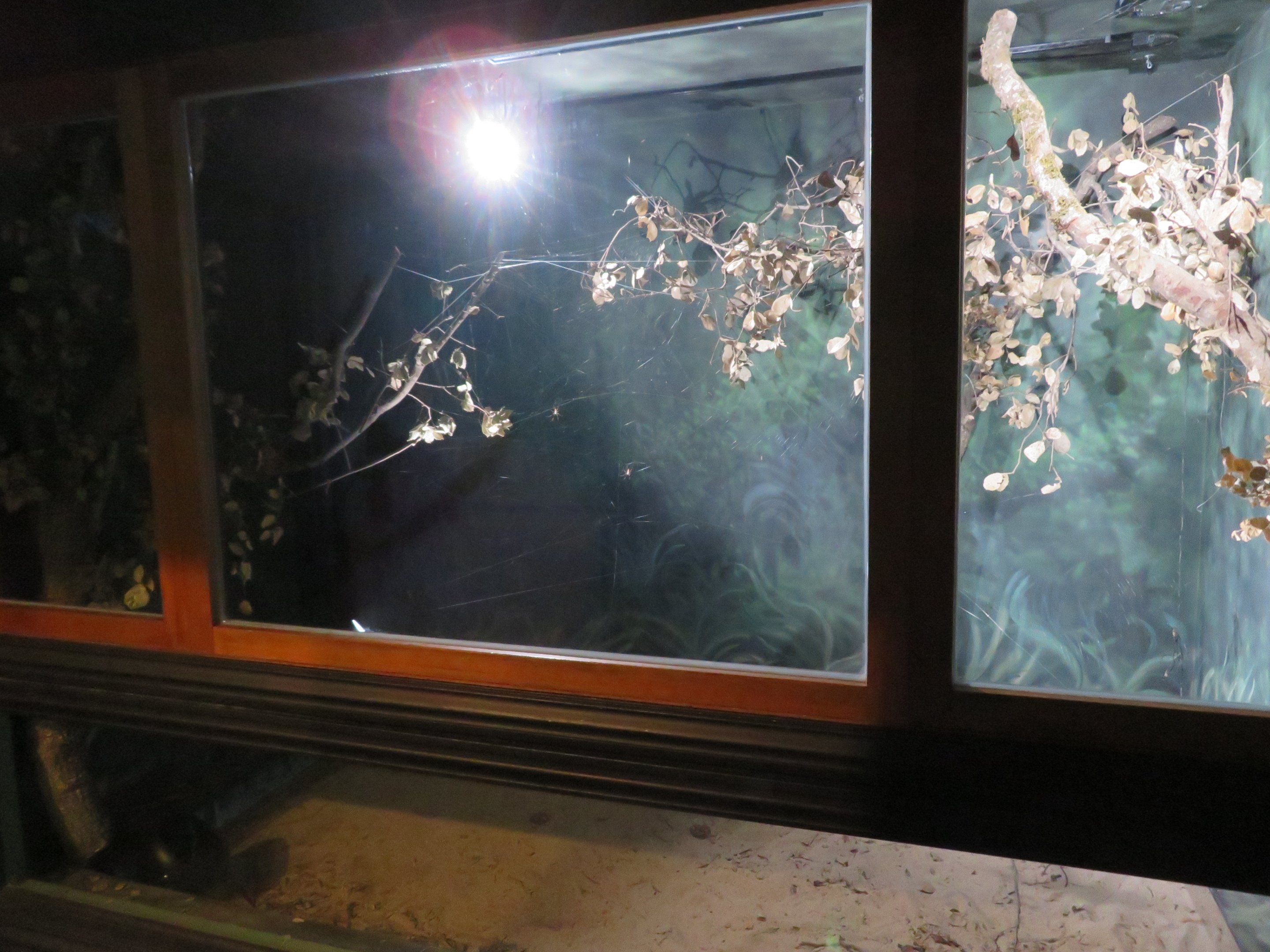 Golden Silk Spider Exhibit