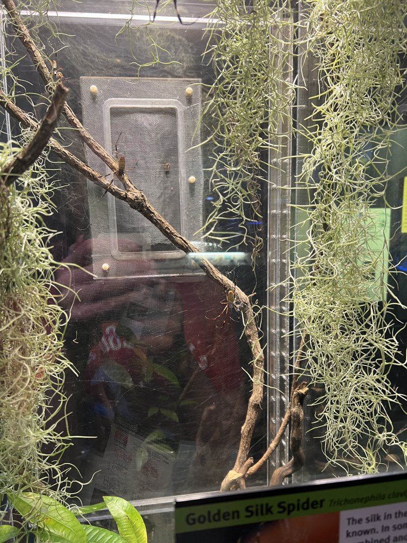 Golden Silk Spider Exhibit