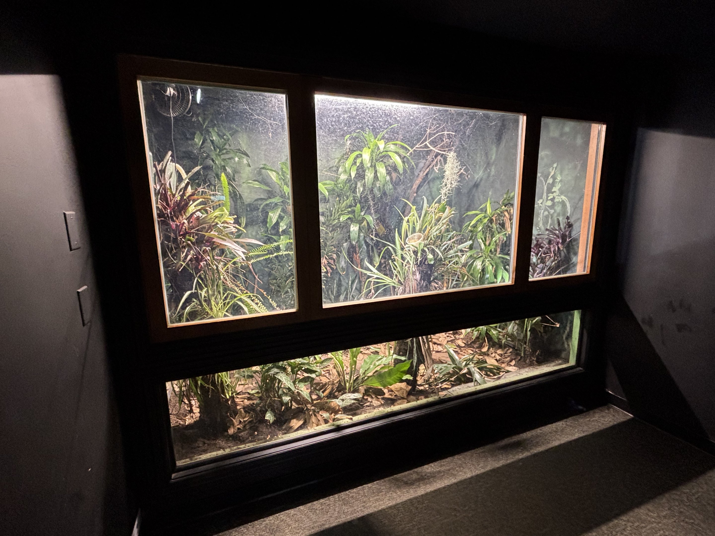 Golden Silk Spider Exhibit