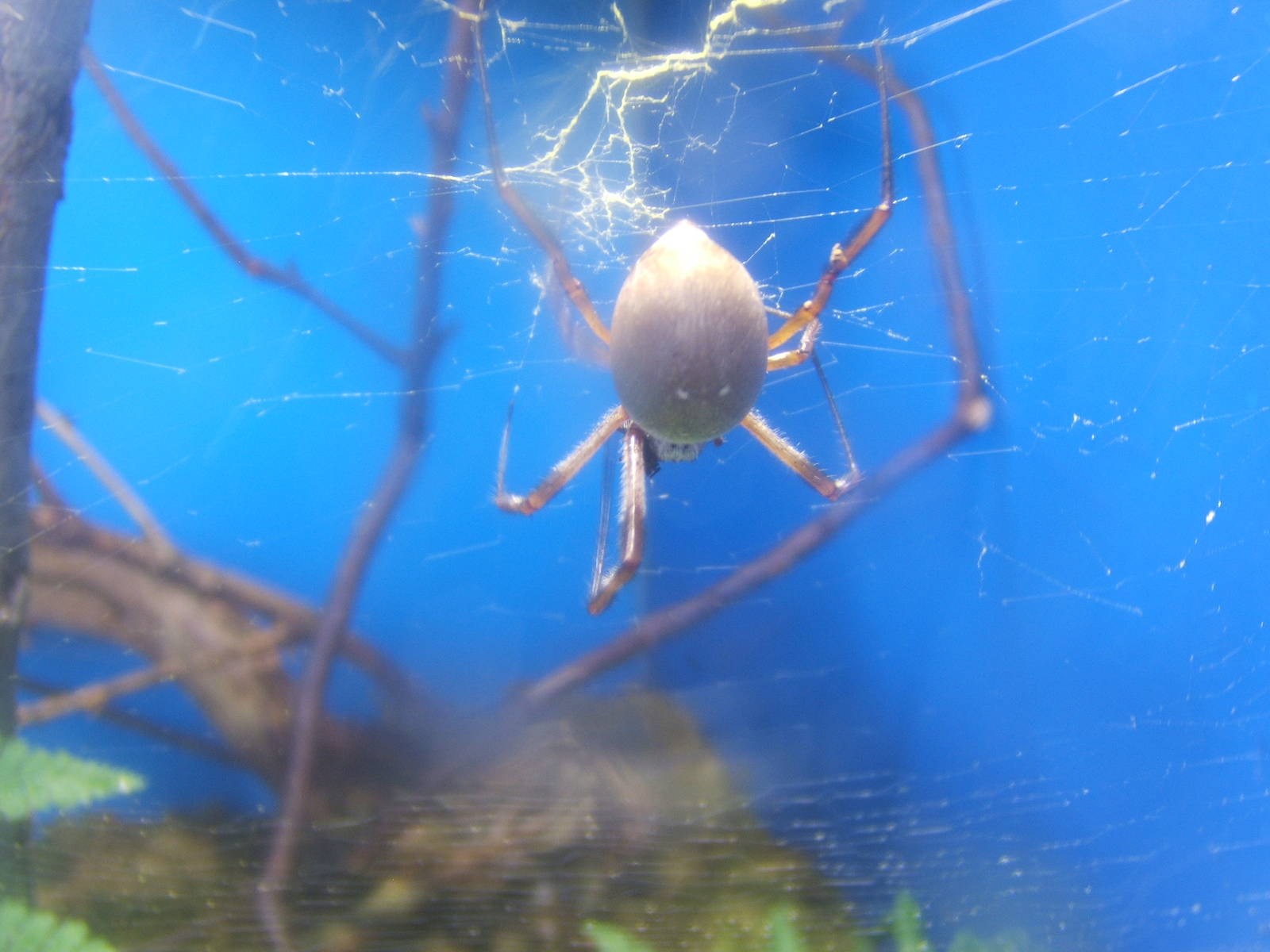 Golden Silk Spider (Nephile edulis)