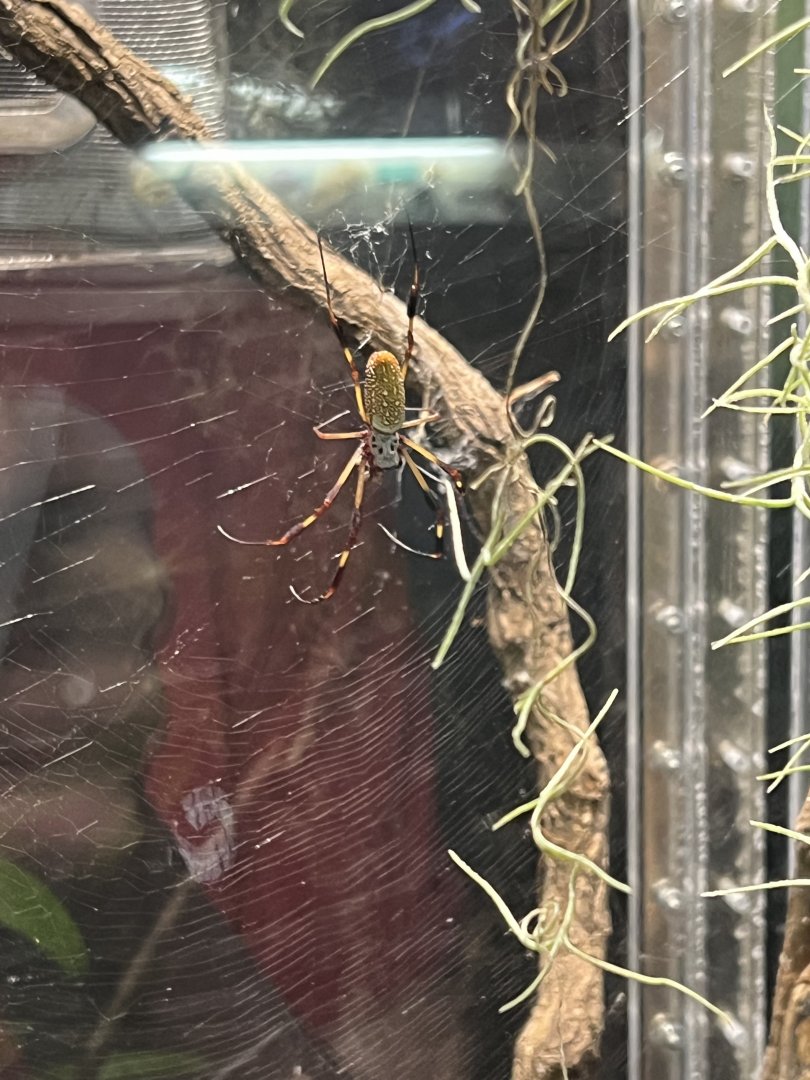 Golden Silk Spider