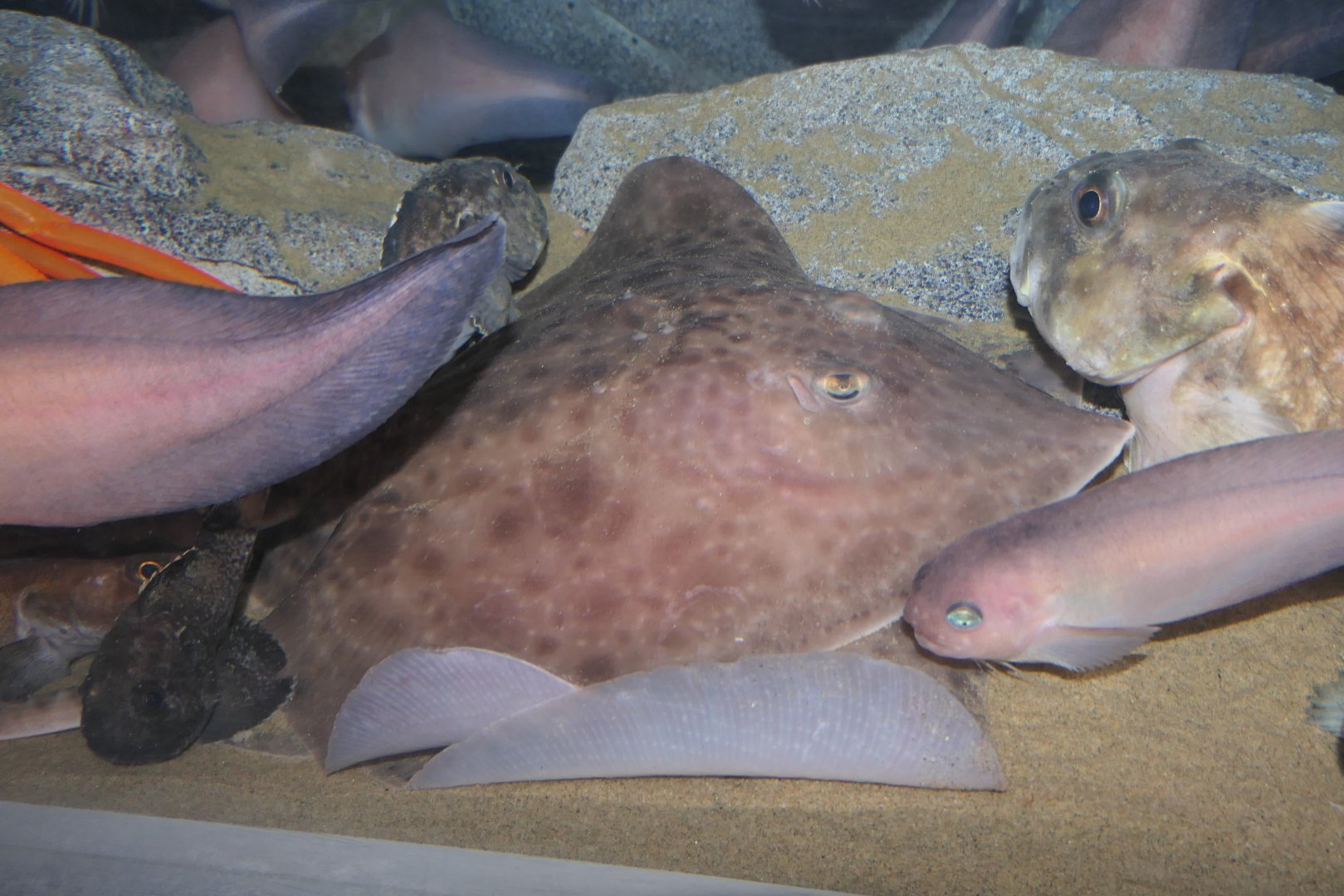 Golden Skate (Bathyraja smirnovi) - Uozu Aquarium
