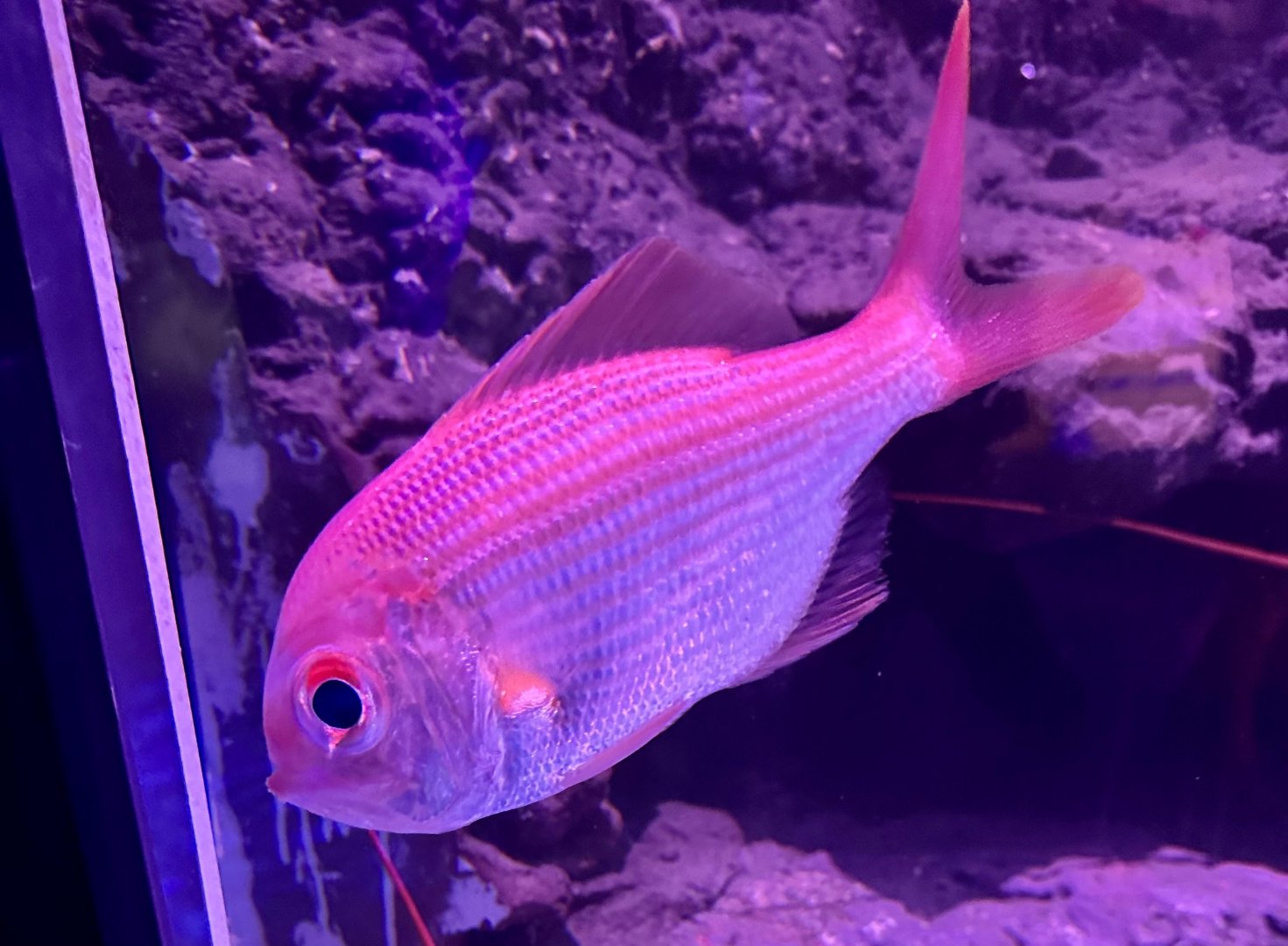 Golden snapper (Centroberyx affinis)