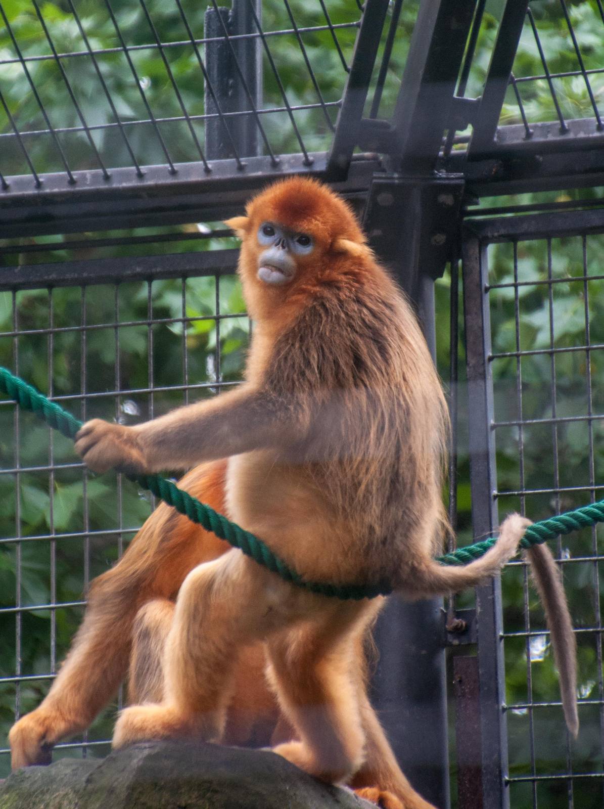 Golden Snub Nose Monkey - Rhinopithecus roxellana