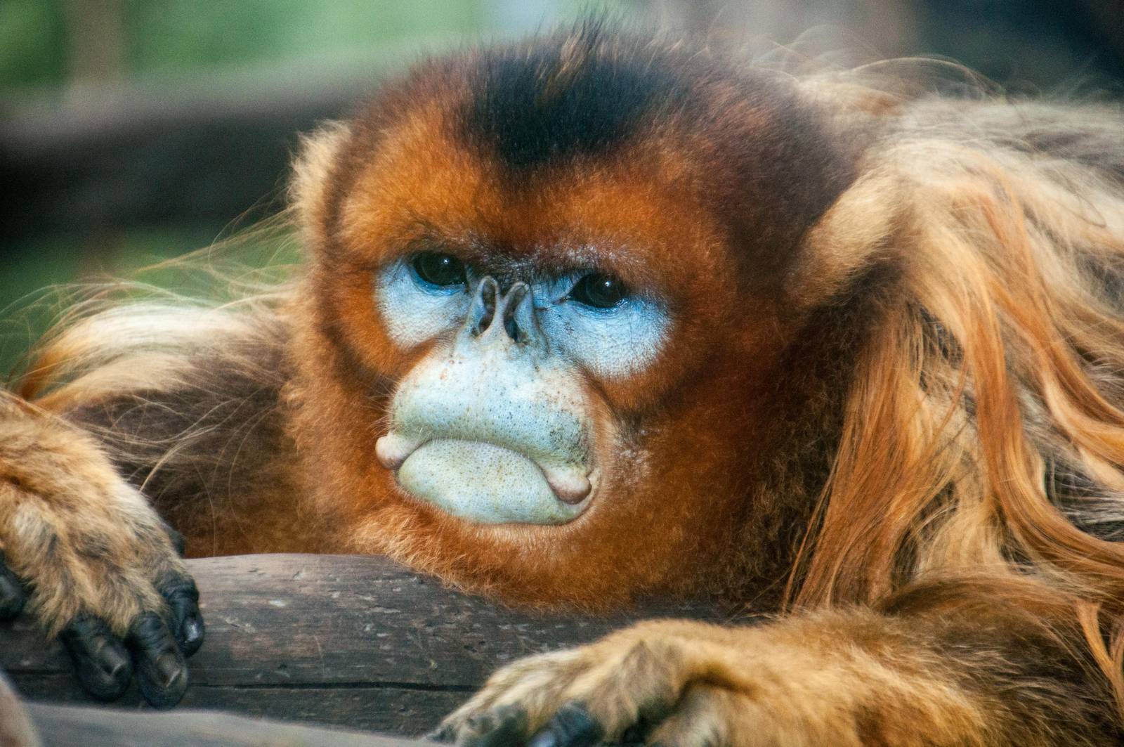 Golden Snub Nose Monkey - Rhinopithecus roxellana