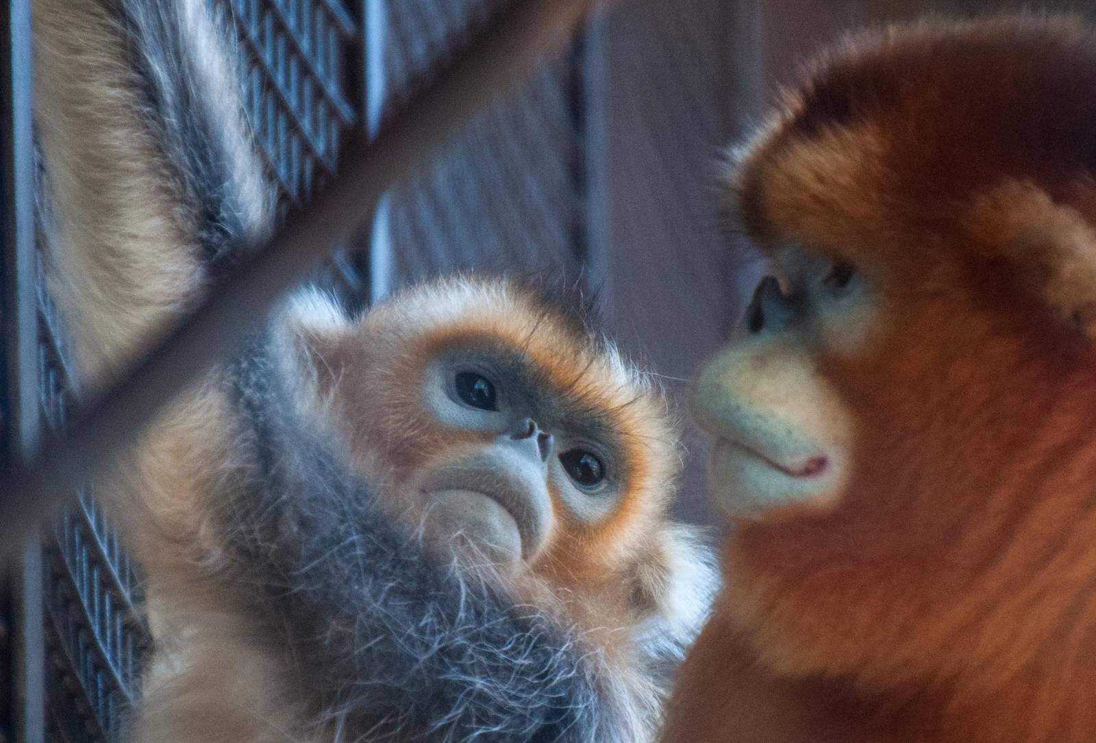 Golden Snub Nose Monkey - Rhinopithecus roxellana