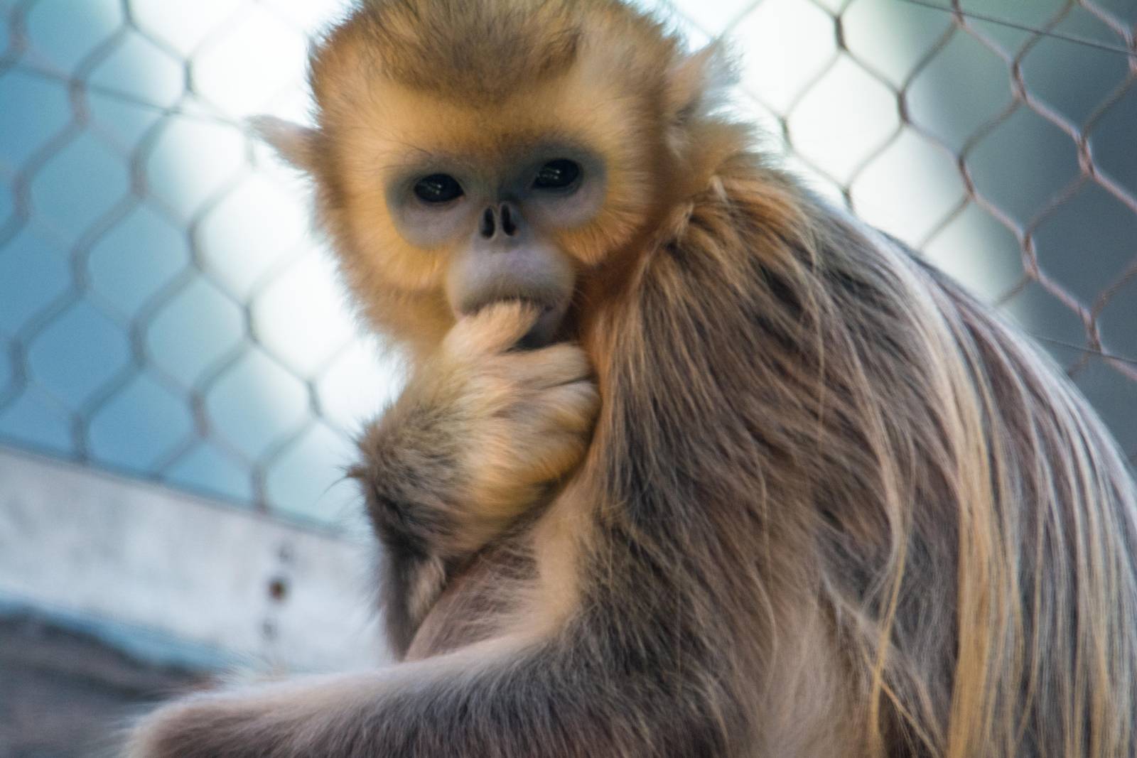 Golden Snub Nose Monkey - Rhinopithecus roxellana