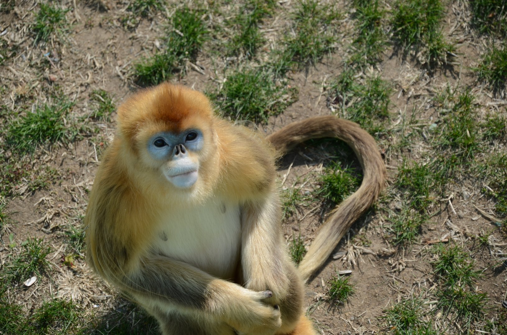 Golden Snub-nosed Langur,Rhinopithecus roxellana