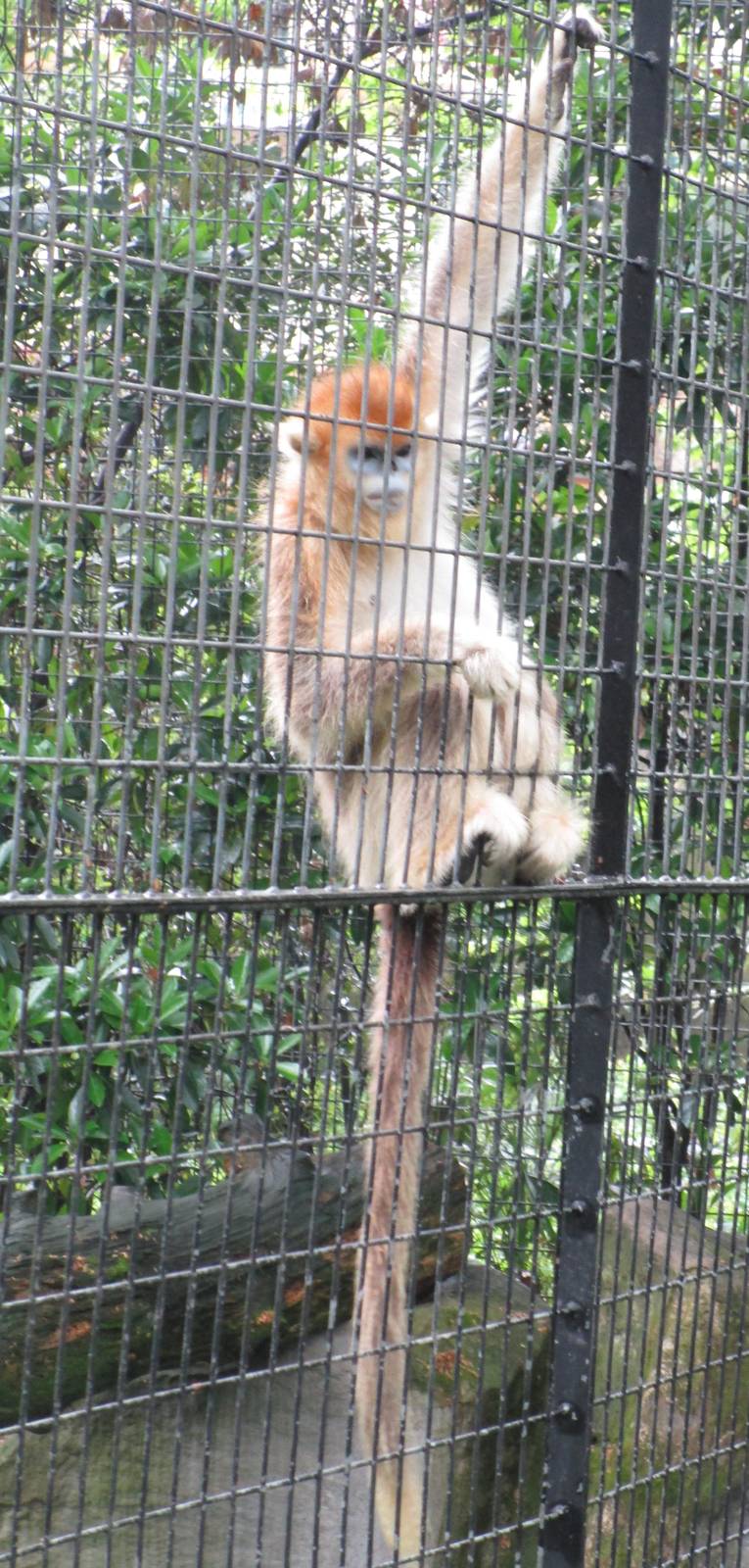 Golden Snub-nosed Monkey - 16/04/2016
