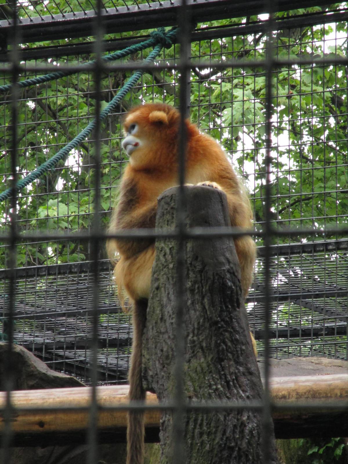 Golden Snub-nosed Monkey - 16/04/2016